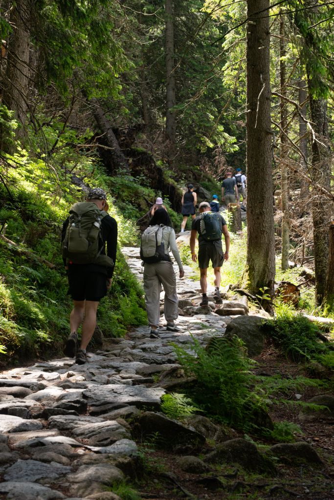 Hikers on a forest trail in the Tatra Mountains, Zakopane, Poland, enjoying nature and adventure.